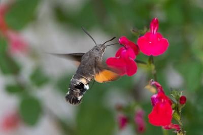 <i>Macroglossum stellatarum</i>