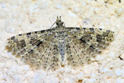 <i>Alucita hexadactyla</i>