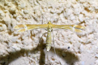 <i>Marasmarcha lunaedactyla</i>
