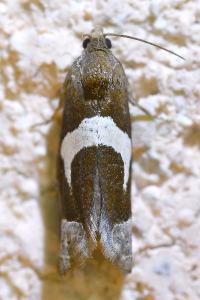 <i>Epiblema foenella</i>
