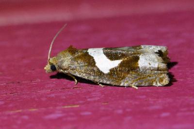 <i>Epiblema foenella</i>