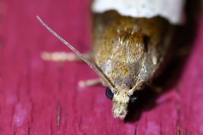 <i>Epiblema foenella</i>
