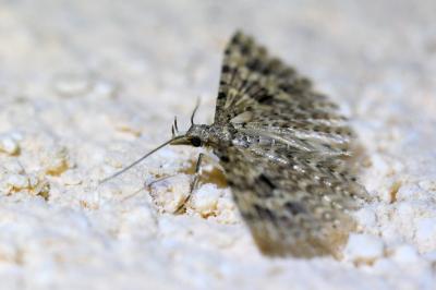 <i>Alucita hexadactyla</i>