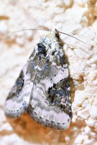 <i>Pseudeustrotia candidula</i>