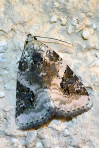 <i>Pseudeustrotia candidula</i>