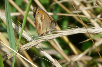 <i>Pyronia tithonus</i>