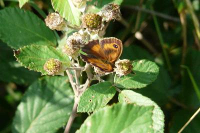 <i>Pyronia tithonus</i>