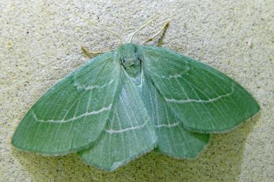 <i>Hemistola chrysoprasaria</i>