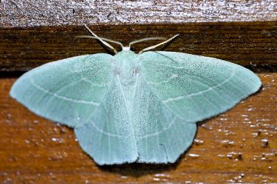 <i>Hemistola chrysoprasaria</i>
