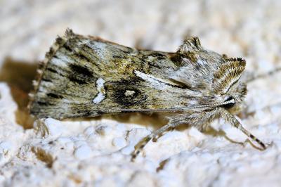 <i>Calophasia lunula</i>