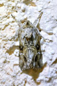<i>Calophasia lunula</i>