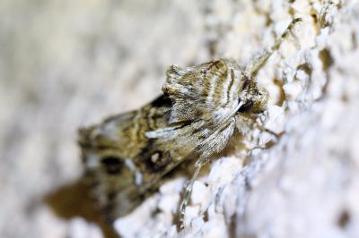 <i>Calophasia lunula</i>
