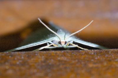 <i>Hemistola chrysoprasaria</i>