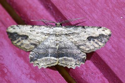 <i>Menophra abruptaria</i>