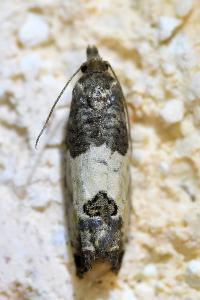 <i>Spilonota ocellana</i>