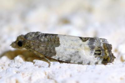 <i>Spilonota ocellana</i>