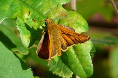 <i>Thymelicus lineola</i>