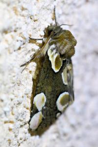 <i>Thyatira batis</i>