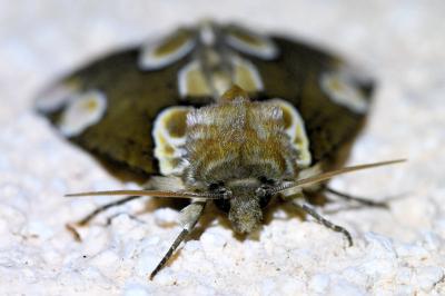 <i>Thyatira batis</i>