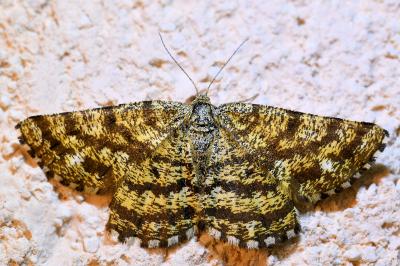 <i>Ematurga atomaria</i>