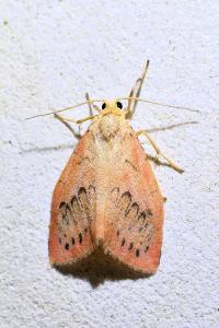 <i>Miltochrista miniata</i>