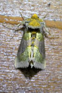 <i>Diachrysia chrysitis</i>