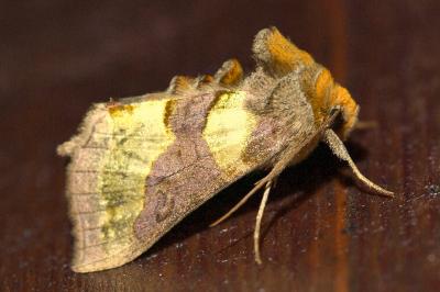 <i>Diachrysia chrysitis</i>