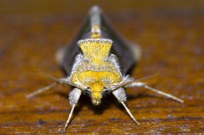 <i>Diachrysia chrysitis</i>