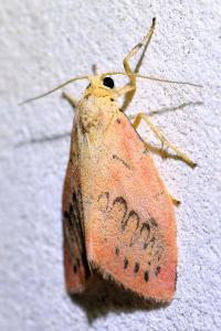 <i>Miltochrista miniata</i>