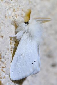 <i>Euproctis chrysorrhoea</i>