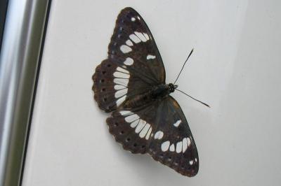 <i>Limenitis camilla</i>