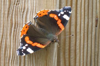<i>Vanessa atalanta</i>