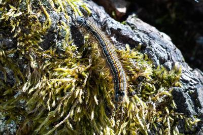 <i>Malacosoma neustria</i>