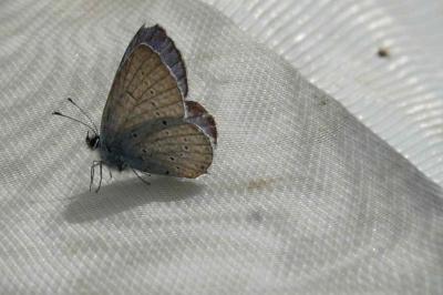 <i>Cupido alcetas</i>