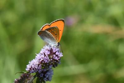 <i>Lycaena dispar</i>