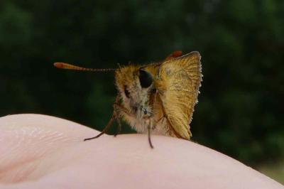 <i>Thymelicus sylvestris</i>