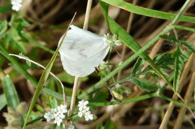 <i>Leptidea sinapis</i>