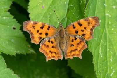 <i>Polygonia c-album</i>