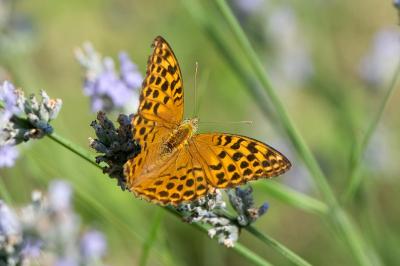 <i>Argynnis paphia</i>
