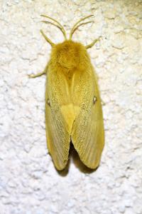 <i>Lasiocampa quercus</i>