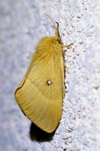 <i>Lasiocampa quercus</i>