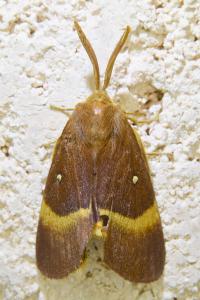 <i>Lasiocampa quercus</i>