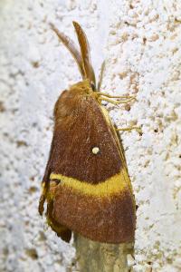 <i>Lasiocampa quercus</i>