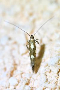 <i>Calybites phasianipennella</i>
