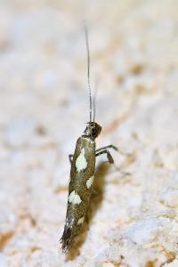 <i>Calybites phasianipennella</i>