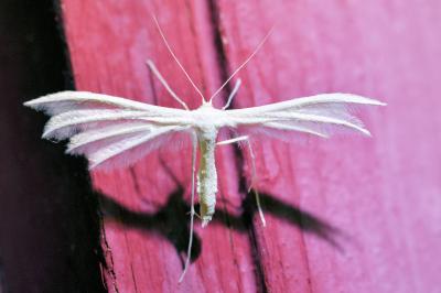 <i>Pterophorus pentadactylus</i>