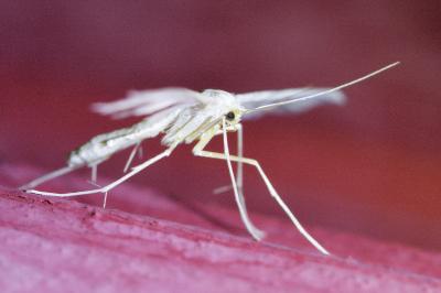 <i>Pterophorus pentadactylus</i>