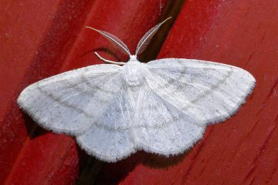 <i>Cabera pusaria</i>