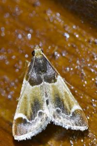 <i>Pyralis farinalis</i>