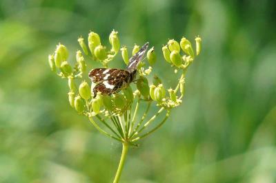 <i>Araschnia levana</i>